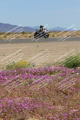 media/Mar-12-2023-SoCal Trackdays (Sun) [[d4c8249724]]/Turn 15 Inside Bloom (130pm)/